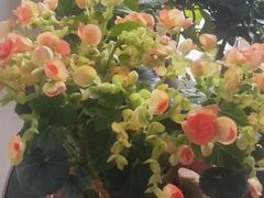 -麦当劳(东直门外大街店)