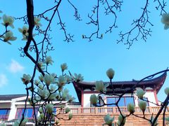 -苏州吴宫泛太平洋酒店