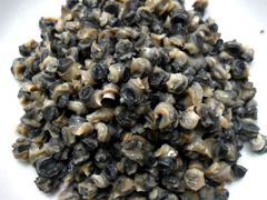 田螺肉-胜香旺·老柳州螺蛳粉(南百店)