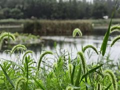 -东平国家森林公园