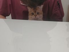 -宠福鑫康馨动物医院·骨科·眼科