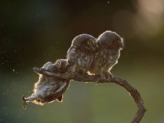 -朱儿面庄(洋河三路店)