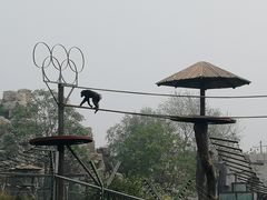 -石家庄市动物园