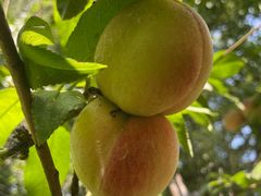 -北京大学燕东园