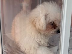 -翊宠yipet猫狗购宠庄园犬舍•猫舍