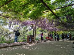 -嘉定紫藤园