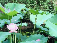 -陈家山荷花公园