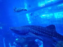 -成都浩海立方海洋公园