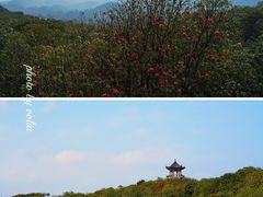 -贵州百里杜鹃风景名胜区