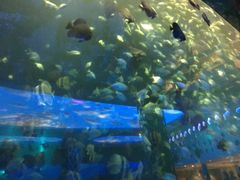 -瑞德姆美人鱼海底演艺主题餐厅(亚龙湾店)