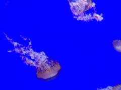 -瑞普利水族馆