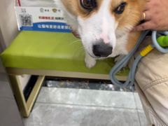 -瑞鹏宠物医院·骨外科·心肾科·肿瘤科(九亭店)