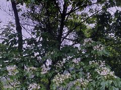 -火炉山森林公园