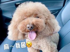 -momokira米努特·德文卷毛猫·棉花面纱犬