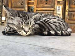 -喵屿·大理花园猫咖