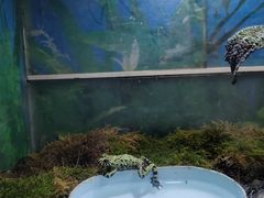 -上海大自然野生昆虫馆