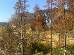-新江湾城公园