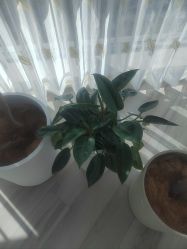 -HEYAN荷妍专业脱毛连锁机构
