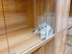 -猫十亿·布偶金渐层·曼基康矮脚猫舍(青年路店)