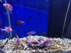 -沙沙哗啦海洋馆(华宇百花谷店)