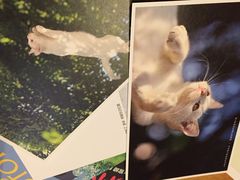 猫的天空之城概念书店(西塘古镇店)-猫的天空之城概念书店(西塘古镇店)