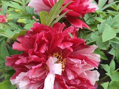-莲花池公园