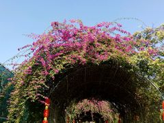 -广东花都香草世界旅游度假区