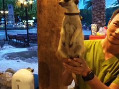 -清迈夜间动物园