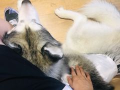 -Husky Go! 哈士奇体验馆·宠物咖啡厅狗咖