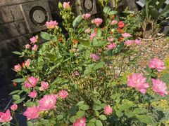-老房子金沙元年川菜食府·花园餐厅(金沙店)