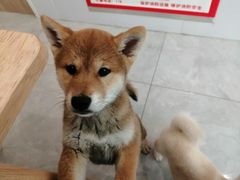 -柴犬小屋·柴餐厅·狗咖食堂(金鼎广场店)