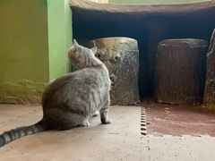 -猫猫幼稚园·撸猫·桌游·电玩