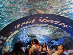 -悉尼海洋生物水族馆