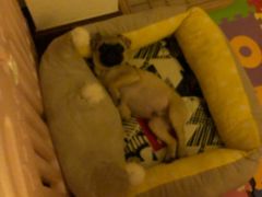 -翊宠yipet猫狗购宠庄园犬舍•猫舍