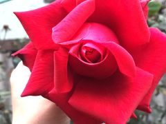 -闻酥园(大慈寺店)