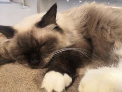 -more than meow吴止猫主题餐厅(承德 中船汇店)