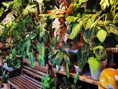 -自由生长植物工作室(深港花卉中心店)