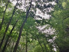 -牛背梁国家森林公园