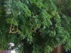 -好彩酒楼烤鸭坊