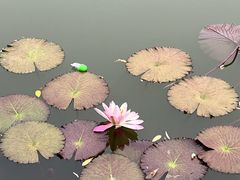 -国家植物园南园