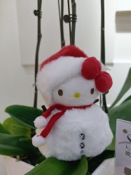 -JUVA欧华医美连锁