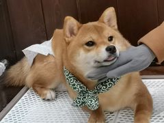 -逗柴咖啡屋·狗咖猫咖宠物桌游