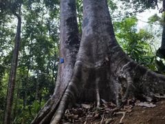 -中国科学院西双版纳热带植物园