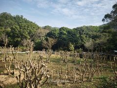 -深圳仙湖植物园