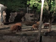 -清迈夜间动物园
