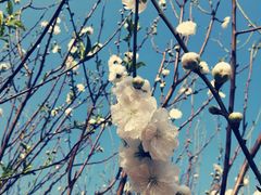 -南国桃园旅游度假区