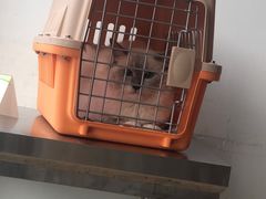 -灵美宠物诊所