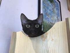 -喵屿·大理花园猫咖