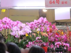 -越秀西湖花市(广州城市广场花卉店)