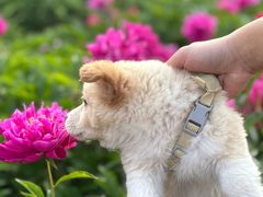 -黑龙江省森林植物园
